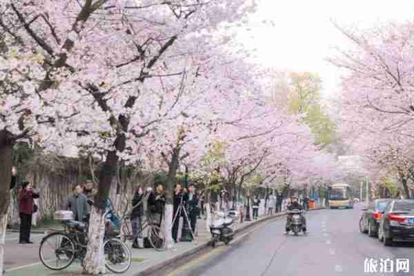 南昌櫻花什么時候開放 賞櫻地點