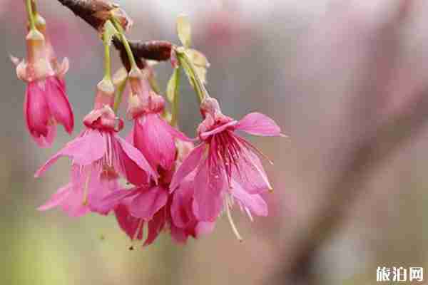 南昌櫻花什么時候開放 賞櫻地點