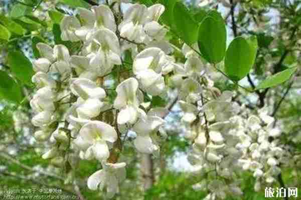 春季陜西賞花景點(diǎn)攻略 春季陜西賞花景點(diǎn)攻略