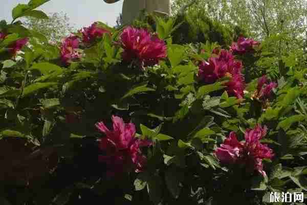 春季陜西賞花景點(diǎn)攻略 春季陜西賞花景點(diǎn)攻略