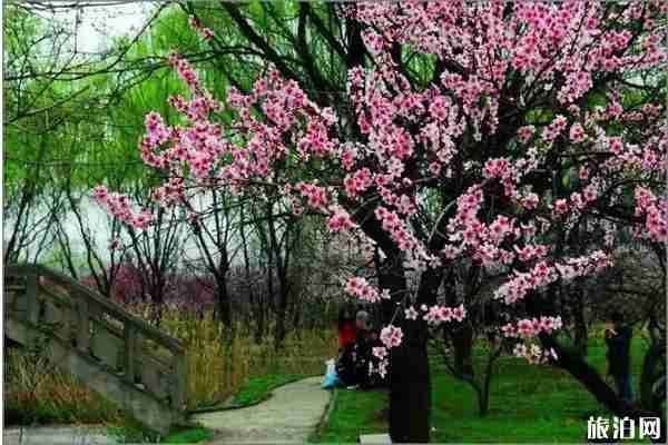 春季陜西賞花景點(diǎn)攻略 春季陜西賞花景點(diǎn)攻略