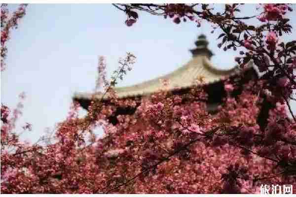 春季陜西賞花景點(diǎn)攻略 春季陜西賞花景點(diǎn)攻略