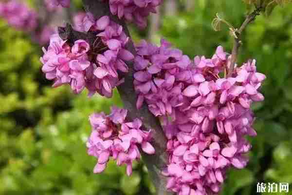 春季陜西賞花景點(diǎn)攻略