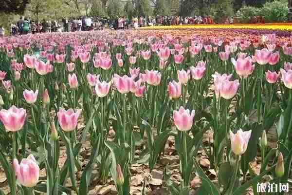 春季陜西賞花景點(diǎn)攻略 春季陜西賞花景點(diǎn)攻略