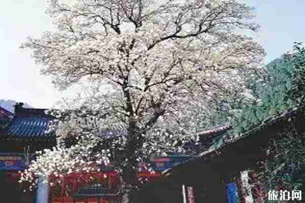 春季陜西賞花景點(diǎn)攻略 春季陜西賞花景點(diǎn)攻略