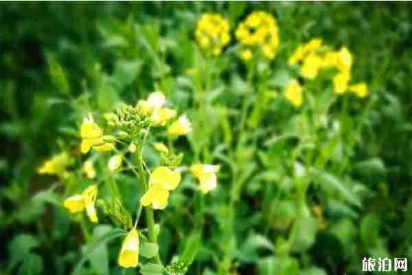 彭澤棉船油菜花介紹 什么時候開放