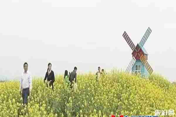 彭澤棉船油菜花介紹 什么時候開放