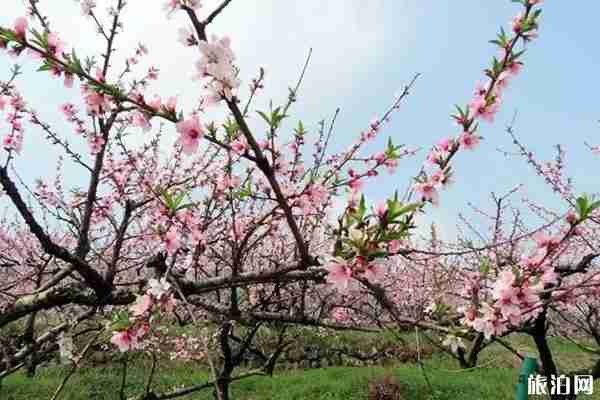 金華哪里桃花好看