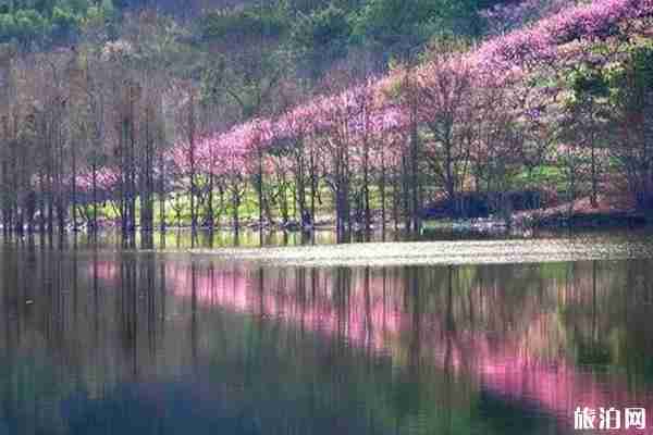 金華哪里桃花好看