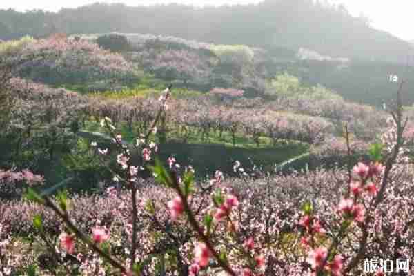 金華哪里桃花好看