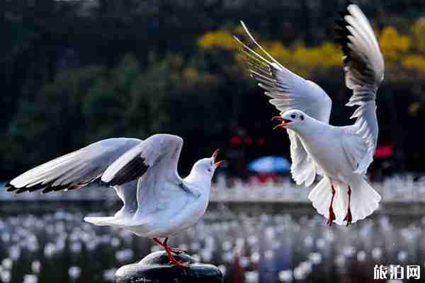 疫情期間昆明有哪些景區關閉 疫情期間昆明有哪些景區關閉