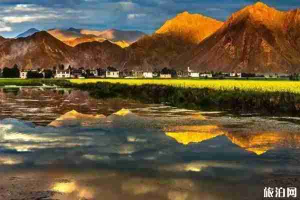 西藏亞東帕里鎮油菜花觀賞