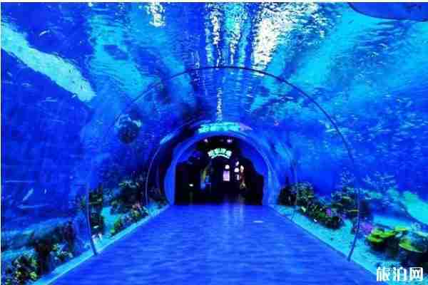 2020上海海昌海洋公園全國醫護人員免票入園和旅游攻略 2020上海海昌海洋公園全國醫護人員免票入園和旅游攻略
