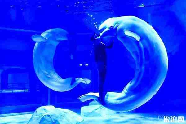 2020上海海昌海洋公園全國醫護人員免票入園和旅游攻略 2020上海海昌海洋公園全國醫護人員免票入園和旅游攻略