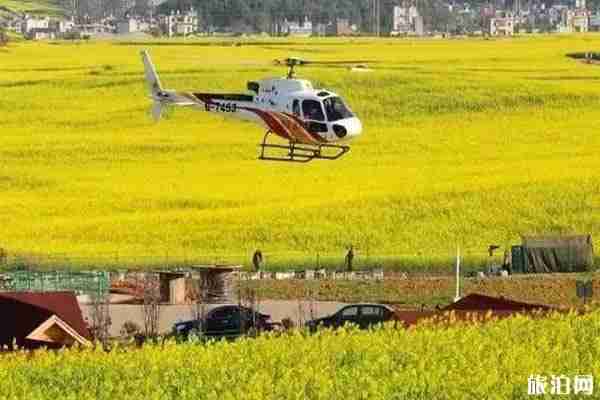 贛州冷杉良田花海影視基地油菜花觀賞 附油菜花節時間