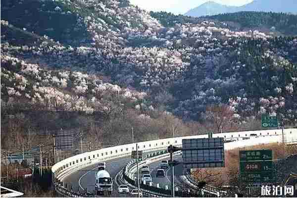 春季北京門頭溝賞花到哪里好