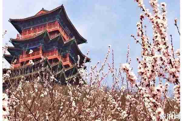 春季北京門頭溝賞花到哪里好
