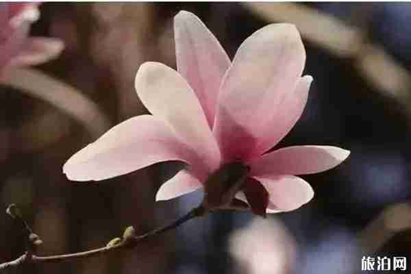 春季北京門頭溝賞花到哪里好