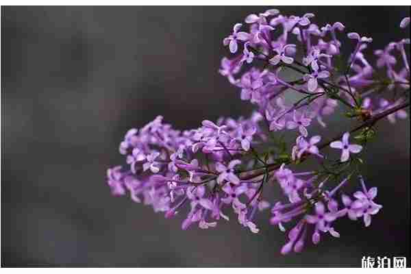 春季北京門頭溝賞花到哪里好