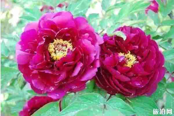 春季北京門頭溝賞花到哪里好