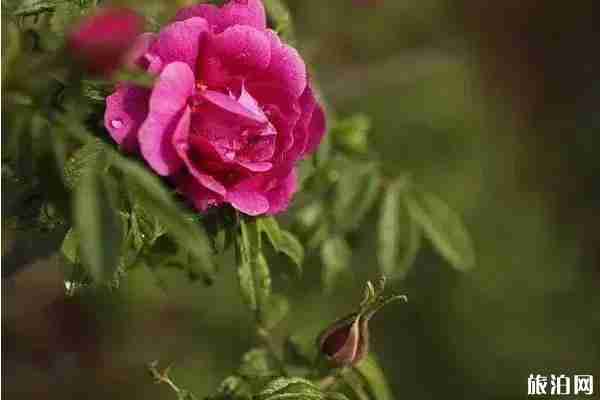 春季北京門頭溝賞花到哪里好