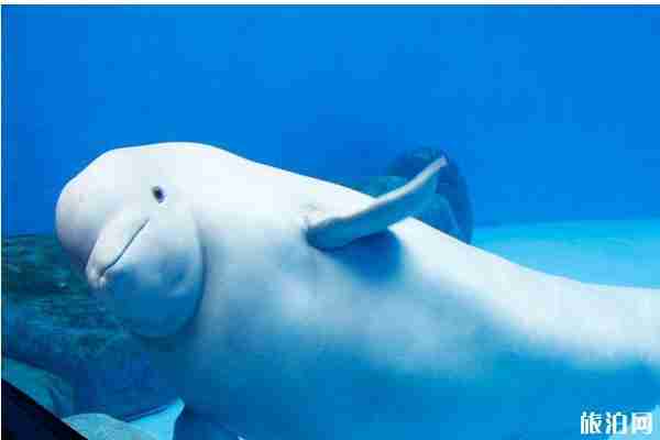 2020成都海昌極地海洋公園對全國醫務工作者免票和攻略信息