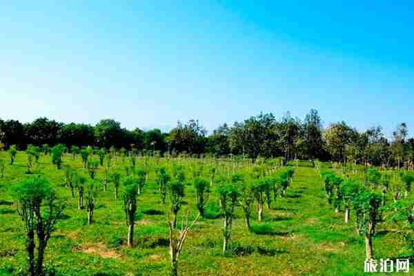 西雙版納熱帶花卉園對全體醫(yī)護(hù)人員免費開放