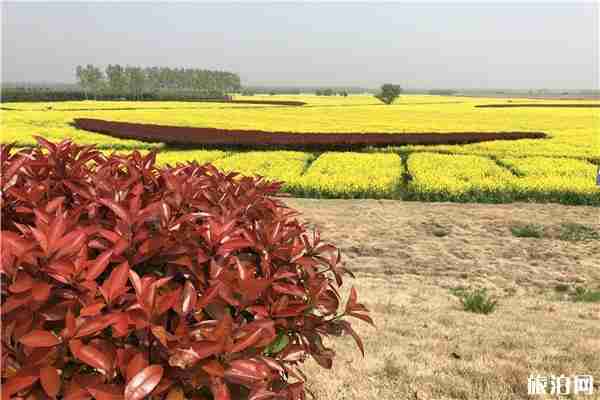 南京永寧河岸花海賞花指南 停車收費多少