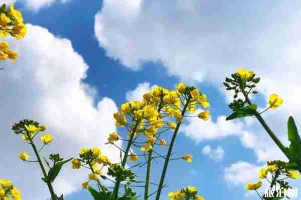 春季都江堰賞花景點推薦