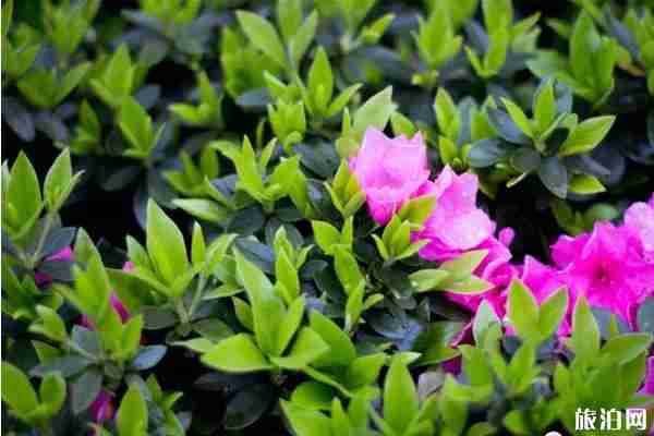 春季都江堰賞花景點推薦