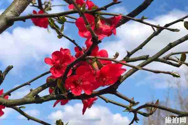 春季都江堰賞花景點推薦