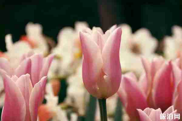 春季都江堰賞花景點推薦