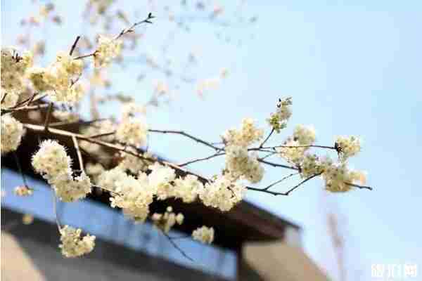 春季都江堰賞花景點推薦