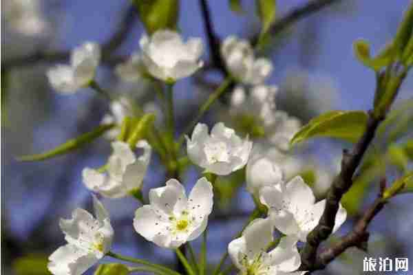 春季都江堰賞花景點推薦