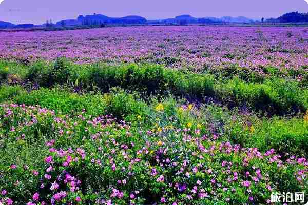 南京江寧油菜花觀賞地在哪里 南京江寧油菜花觀賞地在哪里