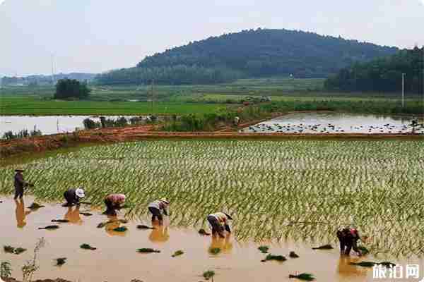 南京江寧油菜花觀賞地在哪里 南京江寧油菜花觀賞地在哪里