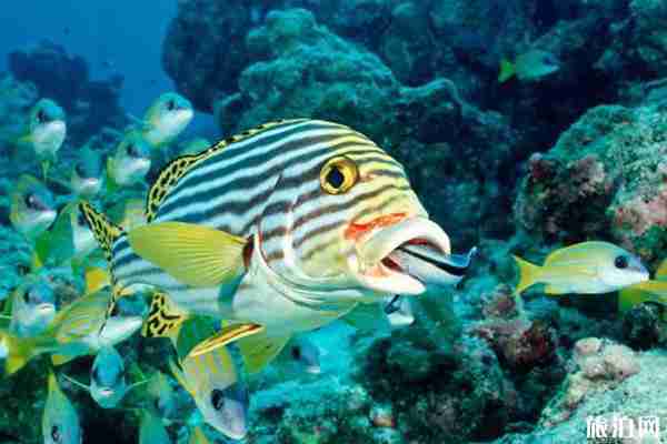 貴陽極地海洋世界門票多少 優惠政策-簡介