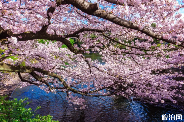 2020日本櫻花什么時候開得最好 日本櫻花觀賞地點
