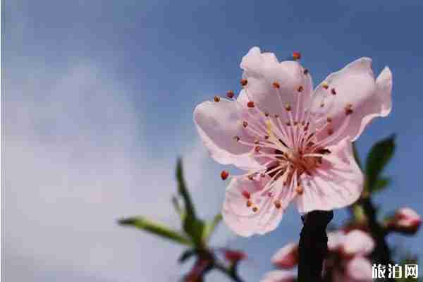 樂清春季賞花景點推薦