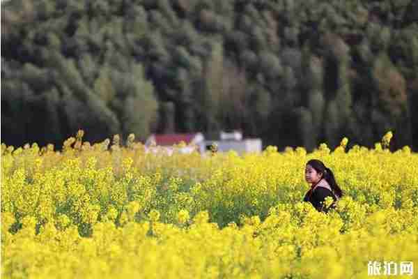 樂清春季賞花景點推薦