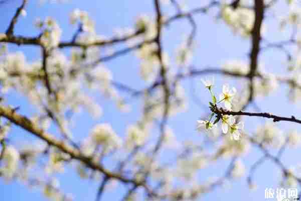 樂清春季賞花景點推薦