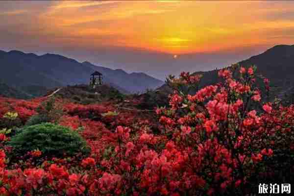 樂清春季賞花景點推薦