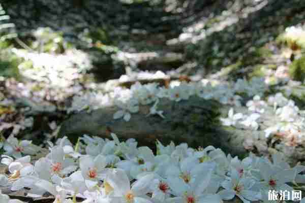 樂清春季賞花景點推薦