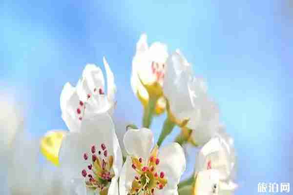 樂清春季賞花景點推薦