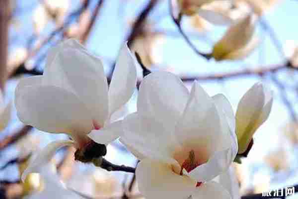 樂清春季賞花景點推薦