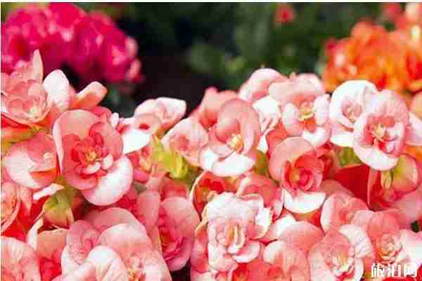 樂清春季賞花景點推薦
