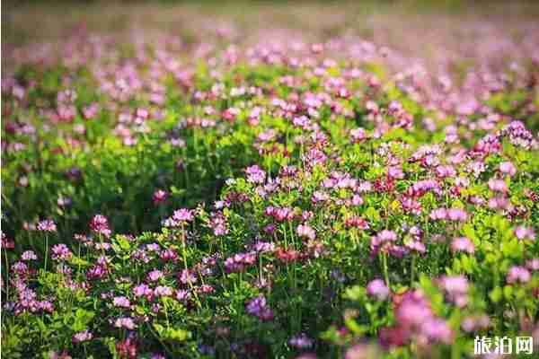 樂清春季賞花景點推薦