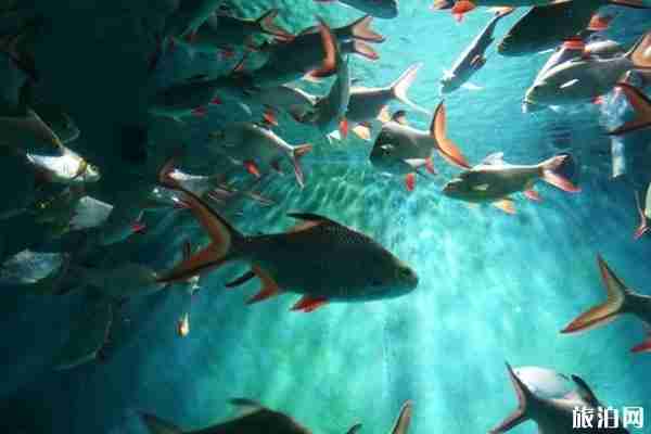 2020長沙海底世界新增免費對象 2020長沙海底世界新增免費對象