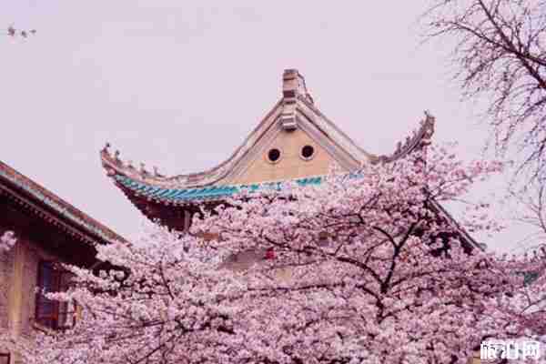 2020武漢大學(xué)櫻花直播 時(shí)間-花期-最佳觀賞點(diǎn) 2020武漢大學(xué)櫻花直播 時(shí)間-花期-最佳觀賞點(diǎn)