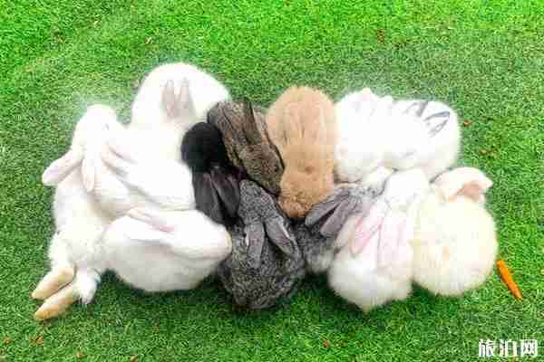 武漢東湖飛鳥(niǎo)世界對(duì)全體醫(yī)護(hù)人員免費(fèi)開(kāi)放